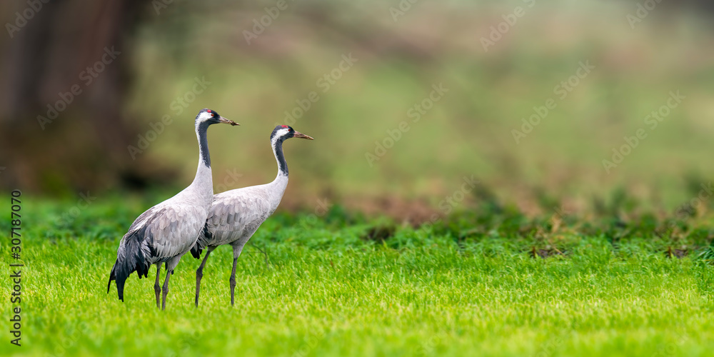 Fototapeta premium Cranes on green winter meadow