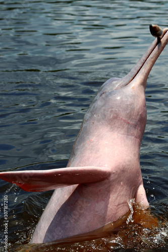 Cuadro en lienzo amazon river dolphin or Boto (Inia geoffrensis) - Rio Negro, Amazon, Brazil, Sou