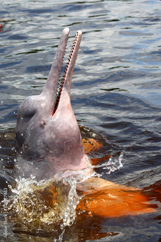 amazon river dolphin or Boto (Inia geoffrensis) - Rio Negro, Amazon, Brazil, South America