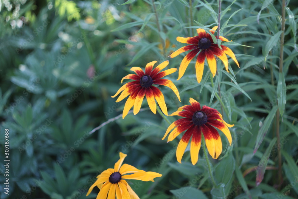 a group of orange-yellow flowers of rudbeckia in the garden a group of orange-yellow flowers of rudbeckia in the garden