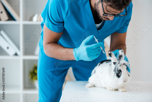 Fototapeta Naklejka Na Ścianę i Meble -  young veterinarian making injection of vaccine to cute spotted rabbit