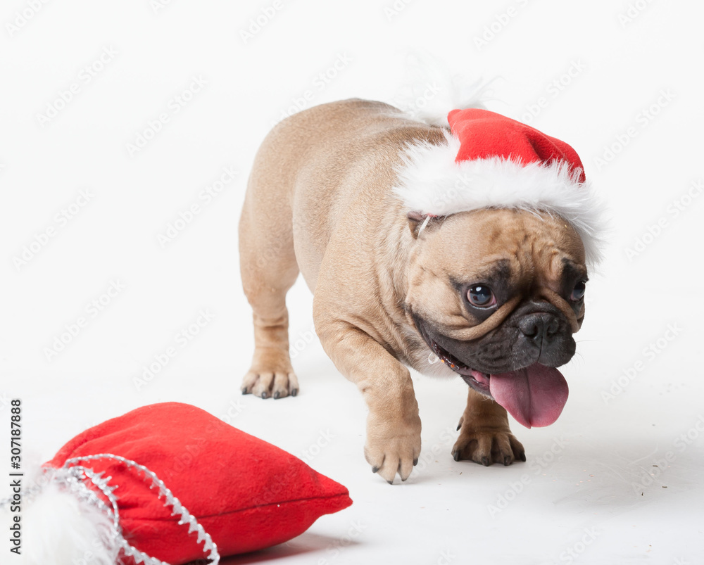 Animals. One beige french bulldog white isolated, Christmas hat