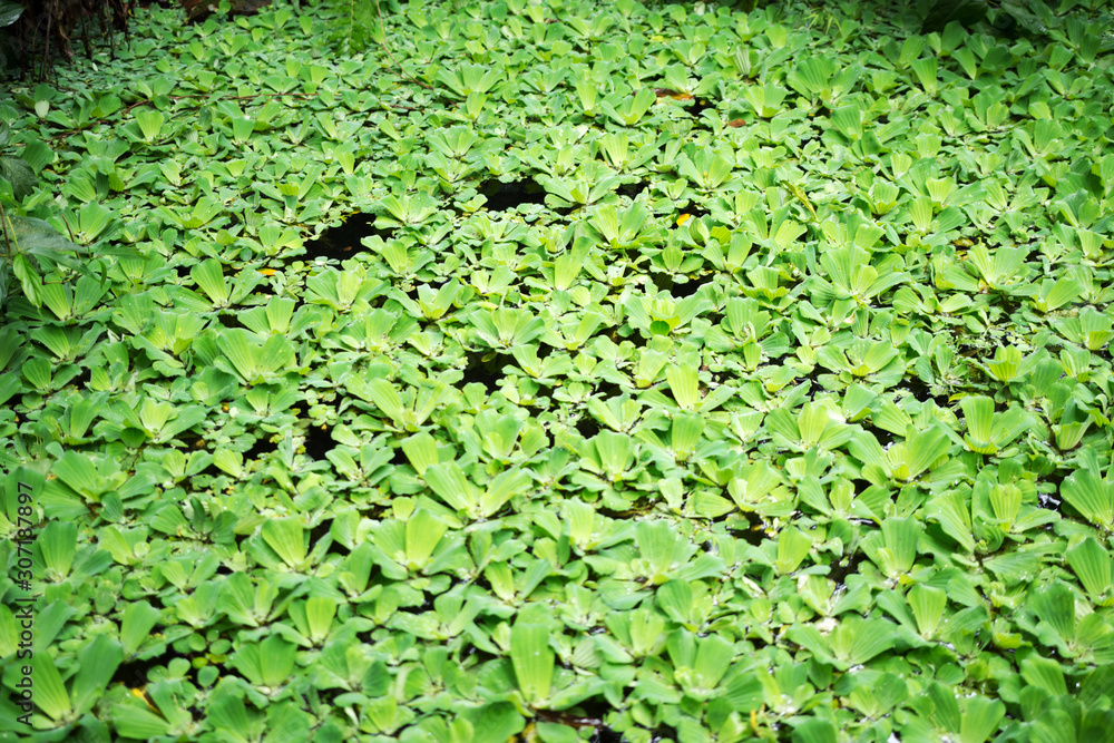 Beautiful Pond covered with aquatic plants Beautiful Pond covered with aquatic plants