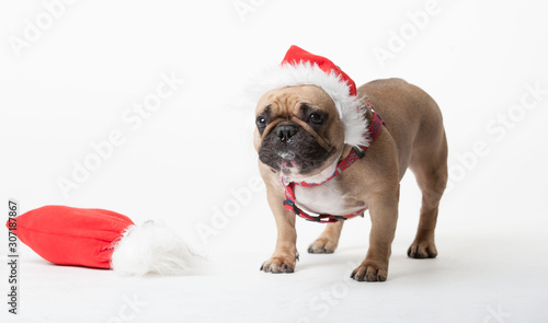 Animals. One beige french bulldog white isolated, Christmas hat © erainbow