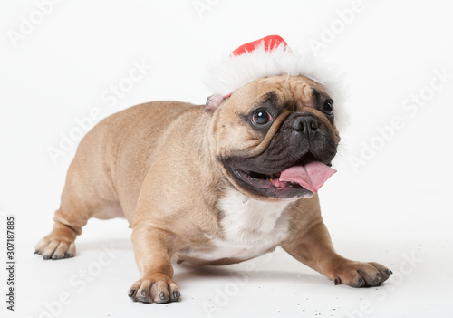 Animals. One beige french bulldog white isolated, Christmas hat © erainbow
