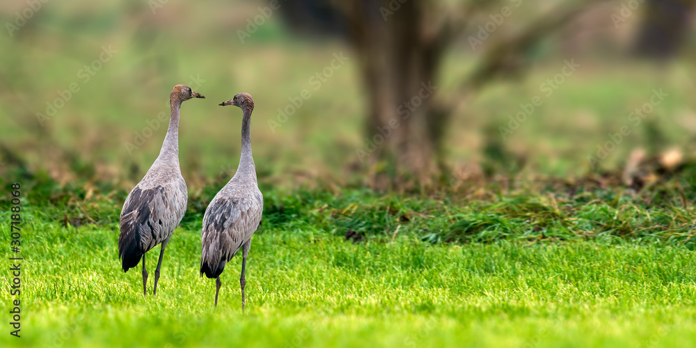 Fototapeta premium Cranes on green winter meadow