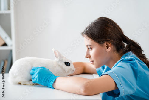 Fototapeta Naklejka Na Ścianę i Meble -  side view of attentive, positive veterinarian examining cute white rabbit sitting on table