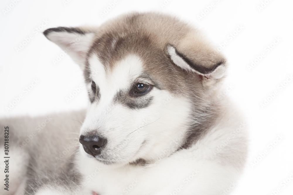 Animals. One puppy Husky white isolated Animals. One puppy Husky white isolated