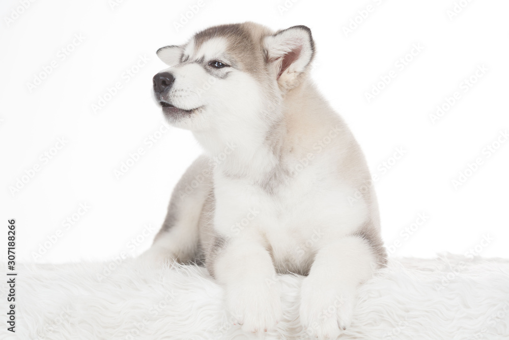 Fototapeta premium Animals. One puppy Husky white isolated
