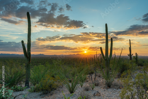 Sunset in Saguaro National Park