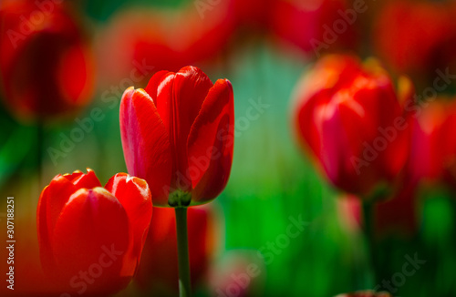 Red Tulip © Vinicio