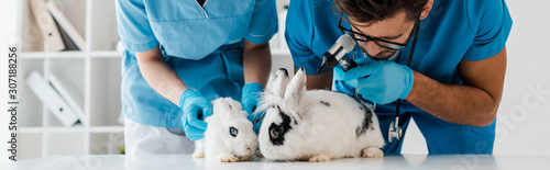 Fototapeta Naklejka Na Ścianę i Meble -  panoramic shot of young veterinarians examining two cute rabbits with otoscope