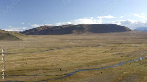 Aerial, drone shot, panning over the Gobi desert, overlooking Persian lamb, grazing on the fields of the Altay mountains, sunny day, in Mongolia photo