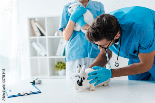 young veterinarians examining two adorable rabbits in clinic