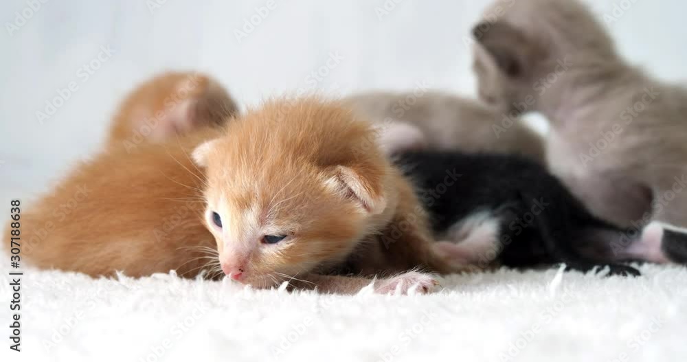 little cute kitten cat walk and sleeps , young animal cat pet cute on blanket. little cute kitten cat walk and sleeps , young animal cat pet cute on blanket.