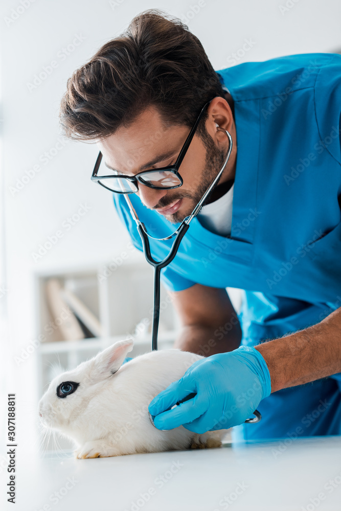 attentive veterinarian examining cute white rabbit with stethoscope attentive veterinarian examining cute white rabbit with stethoscope