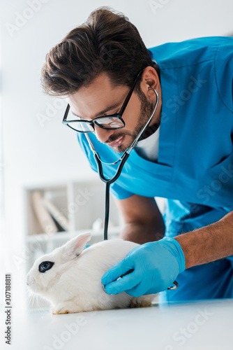 Fototapeta Naklejka Na Ścianę i Meble -  attentive veterinarian examining cute white rabbit with stethoscope