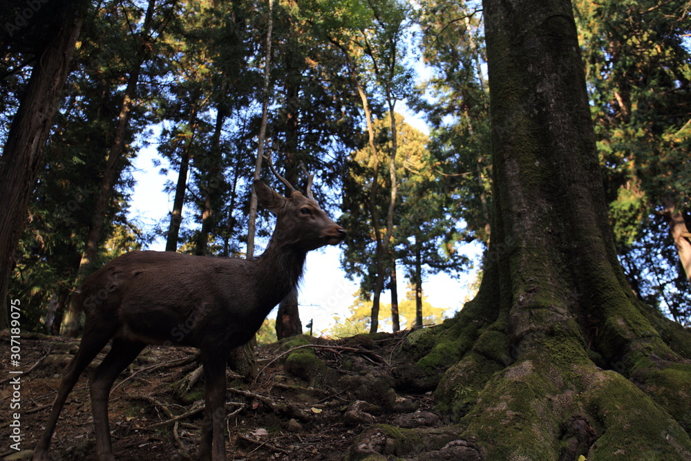 Nara Park in Nara Prefecture, Japan and the scenery of deer living in the park Nara Park in Nara Prefecture, Japan and the scenery of deer living in the park