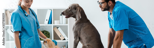 Photography panoramic shot of two young veterinarians standing near weimaraner and pekinese