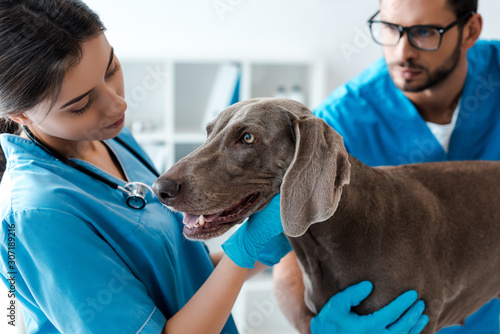 selective focus of veterinarian assisting colleague while examining weimaraner dog photo