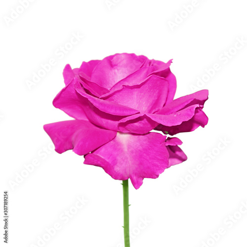 Fototapeta Naklejka Na Ścianę i Meble -  Beautiful purple rose isolated on a white background