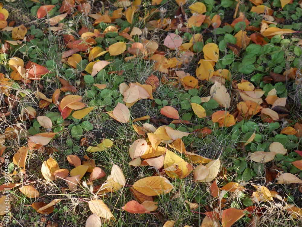 Fallen yellowed leaves in the in yet green grass in the garden. Beautiful colorful autumn background Fallen yellowed leaves in the in yet green grass in the garden. Beautiful colorful autumn background