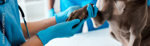 cropped view of veterinarian examining paw of grey dog near colleague, panoramic shot