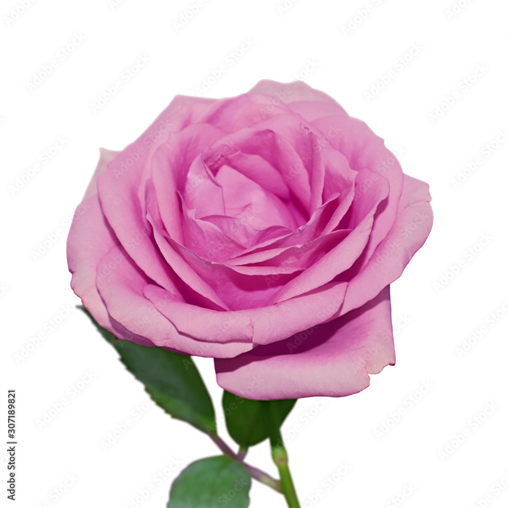 Beautiful purple rose isolated on a white background Beautiful purple rose isolated on a white background