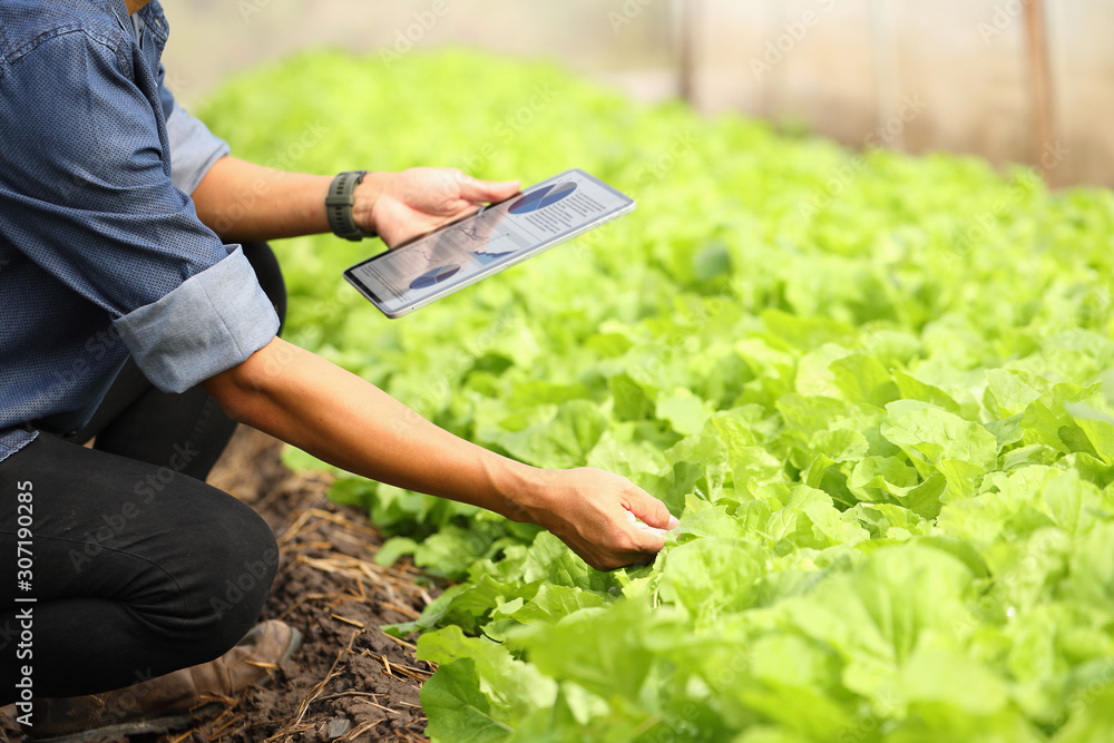 Smart farmers are monitoring plant growth to keep up with customer needs.