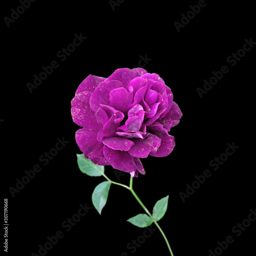 Beautiful purple rose isolated on a black background