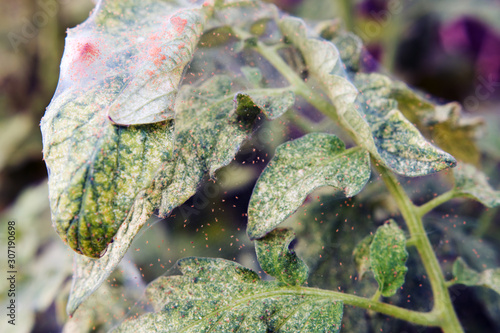 Canvastavla Close-up of a mass of Red spider mites (Tetranychus urticae) on a Tomato Leaf