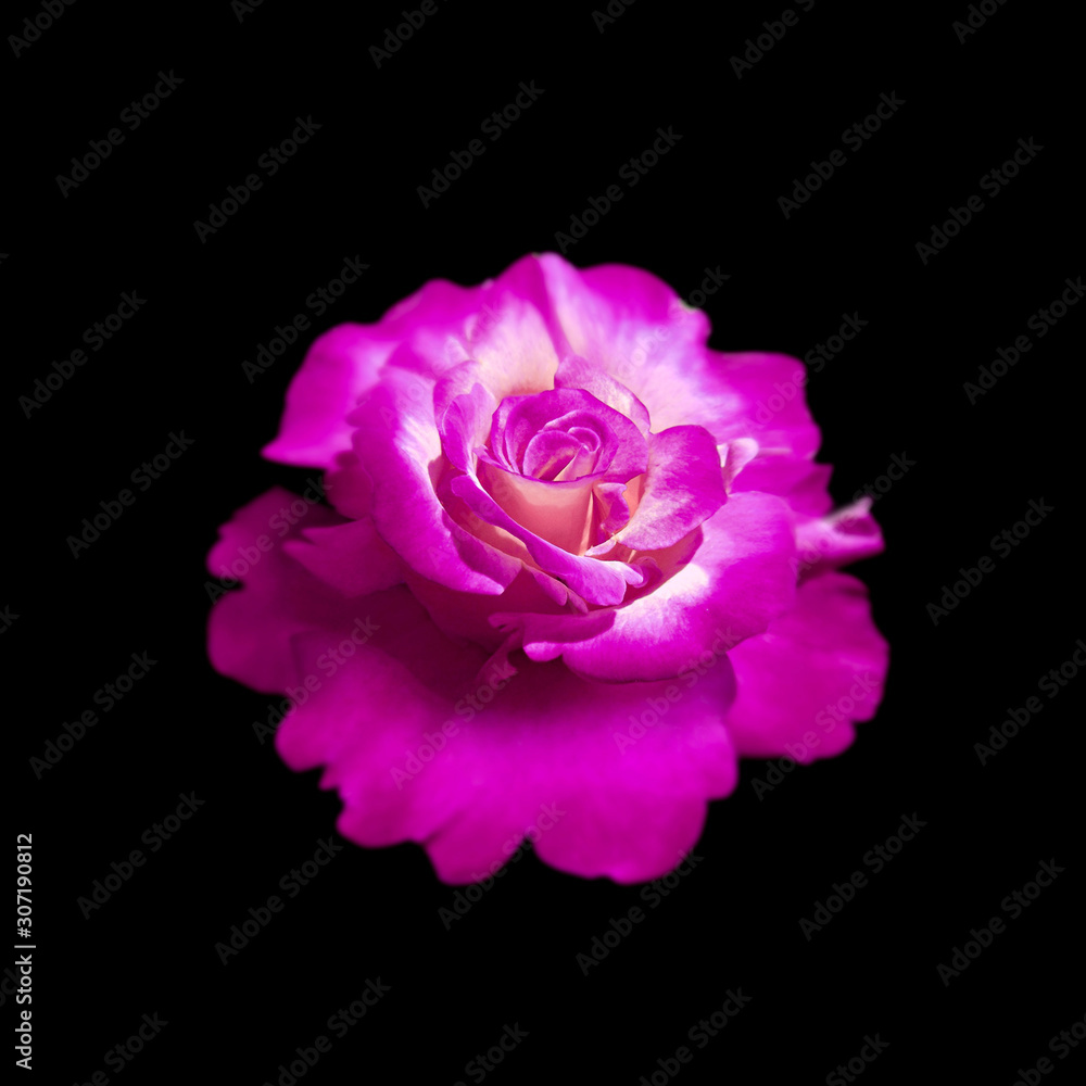 Beautiful purple rose isolated on a black background Beautiful purple rose isolated on a black background