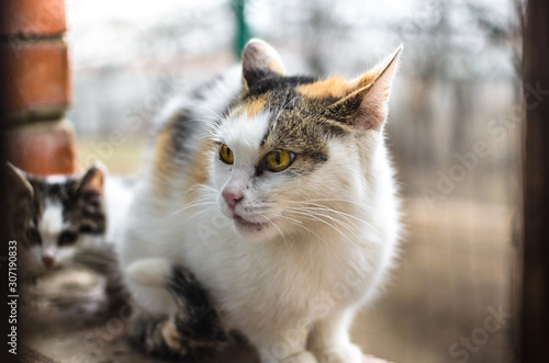 Modest homeless calico cat mom kittens sits on a brick windowsill and asks for food on cold days, portrait