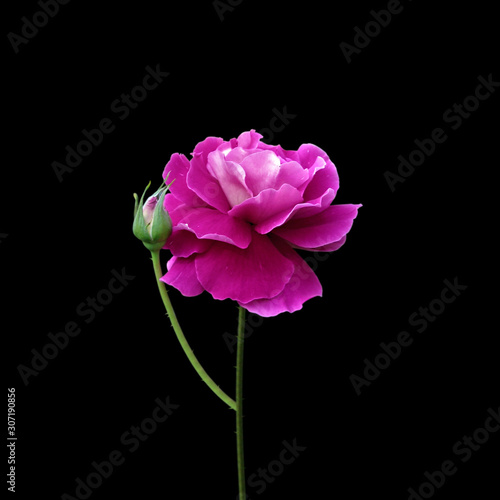 Beautiful purple rose isolated on a black background