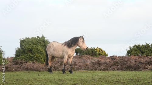 Wild poinies in the new forest in Autumn photo