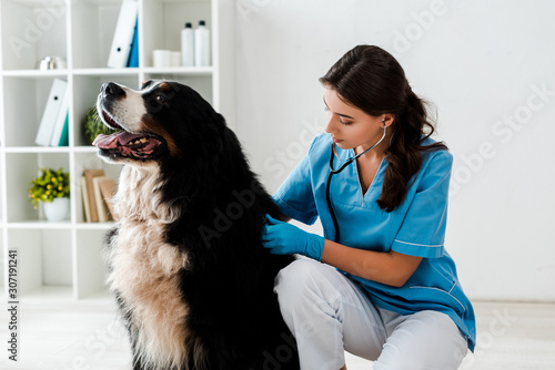 Cuadro en lienzo young, attentive veterinarian examining back of bernese mountain dog