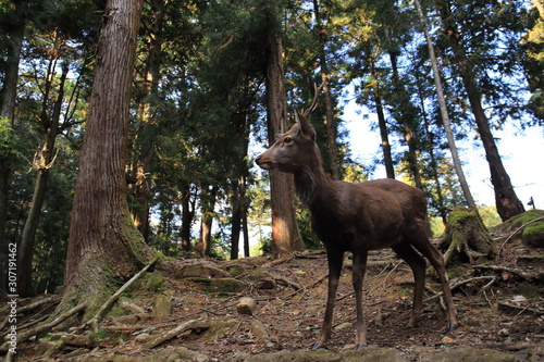 Nara Park in Nara Prefecture, Japan and the scenery of deer living in the park