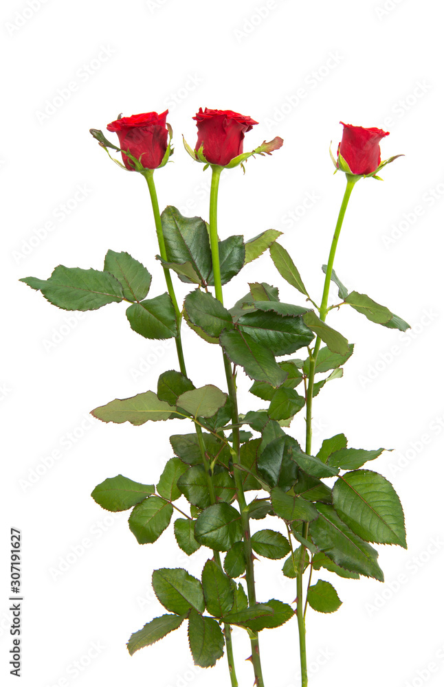 red rose isolated red rose isolated