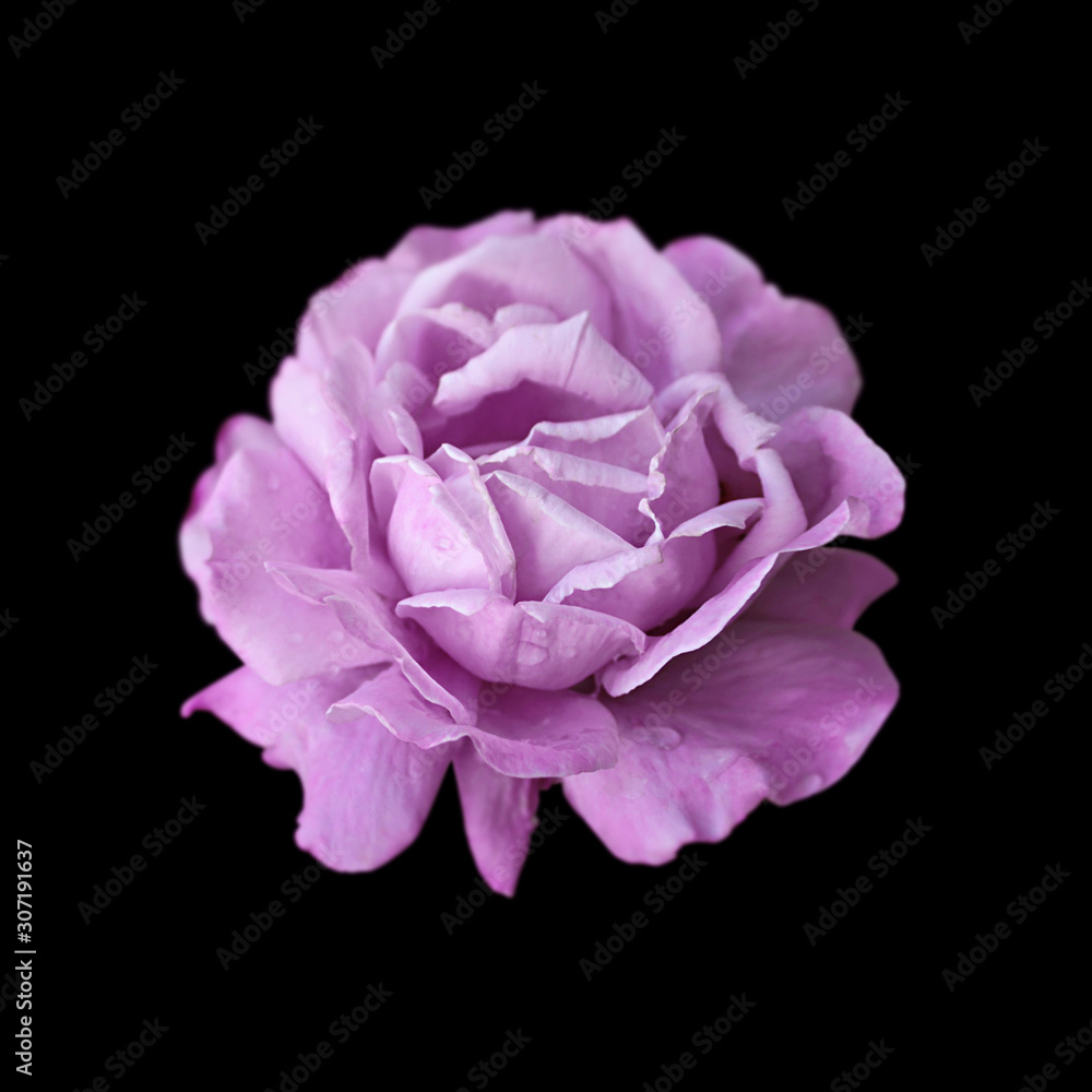 Beautiful purple rose isolated on a black background