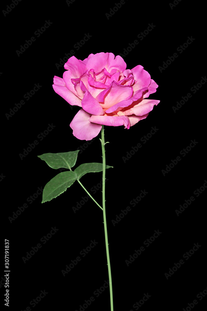Beautiful purple rose isolated on a black background Beautiful purple rose isolated on a black background