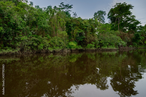 Amazon rain forest in a perfect and lovely sunny day