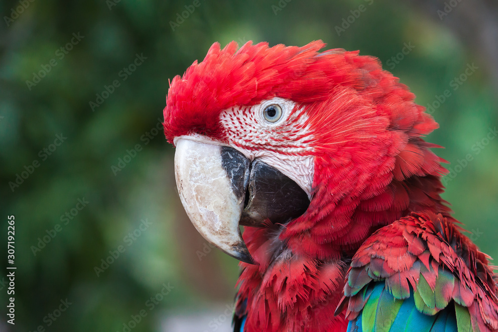 Naklejka premium Cotorra, Loros, guacamaya y pericos