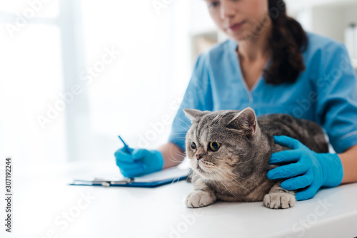 Fototapeta Naklejka Na Ścianę i Meble -  selective focus of young veterinarian wiriting on clipboard near tabby scottish straight cat