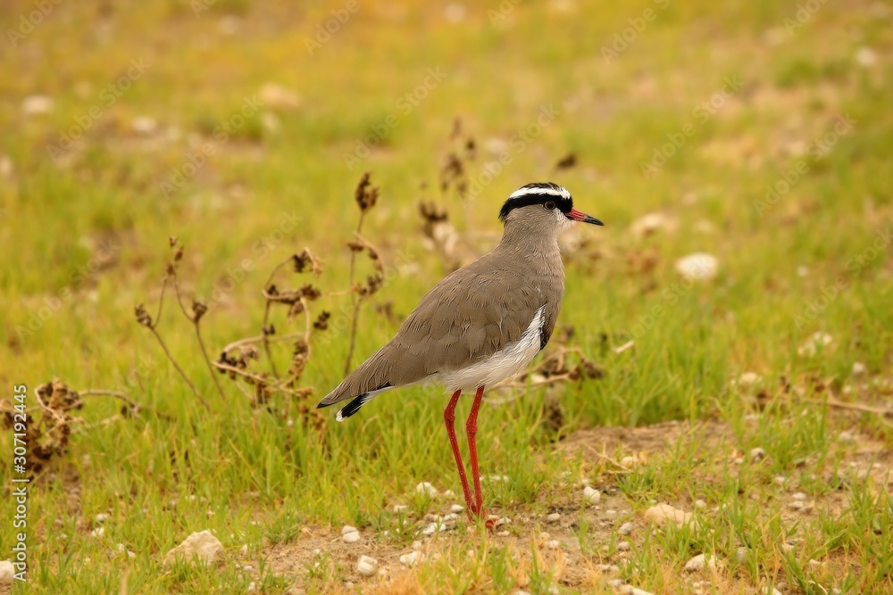 The crowned lapwing (Vanellus coronatus) staying in the green grass.
