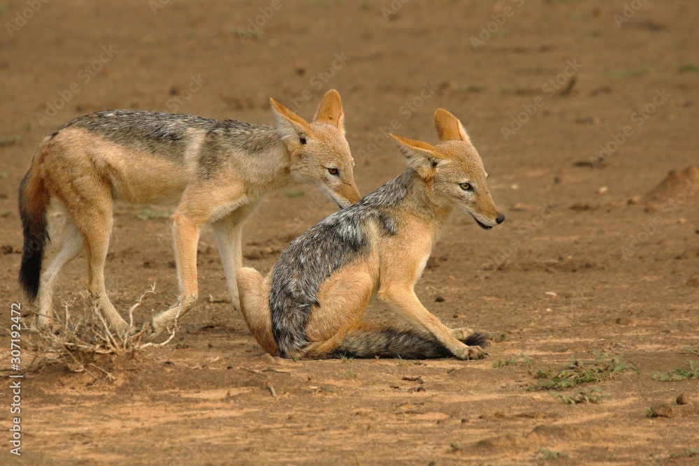 The pair of black-backed jackal (Canis mesomelas) playing close to the waterhole in Kalahari desert. The pair of black-backed jackal (Canis mesomelas) playing close to the waterhole in Kalahari desert.