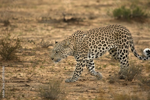 The African leopard (Panthera pardus) walking on dry sand in dry bush.
