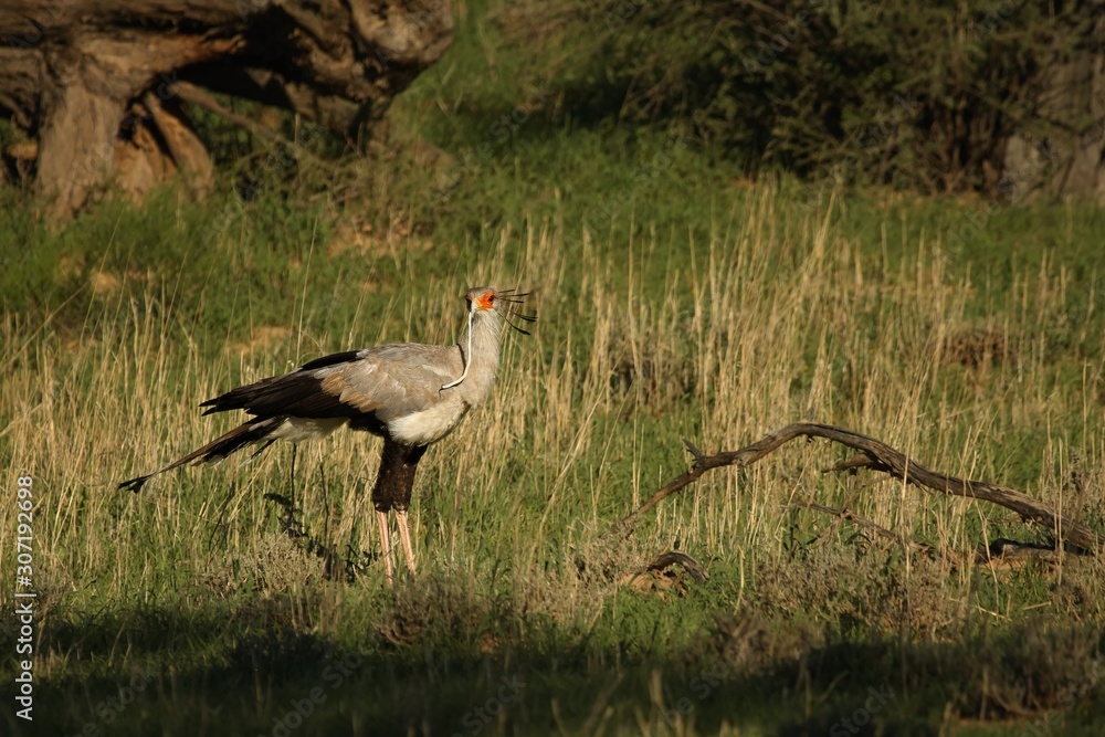 Secretarybird with the snake in the beak. Hunting secretarybird. Secretarybird with the snake in the beak. Hunting secretarybird.