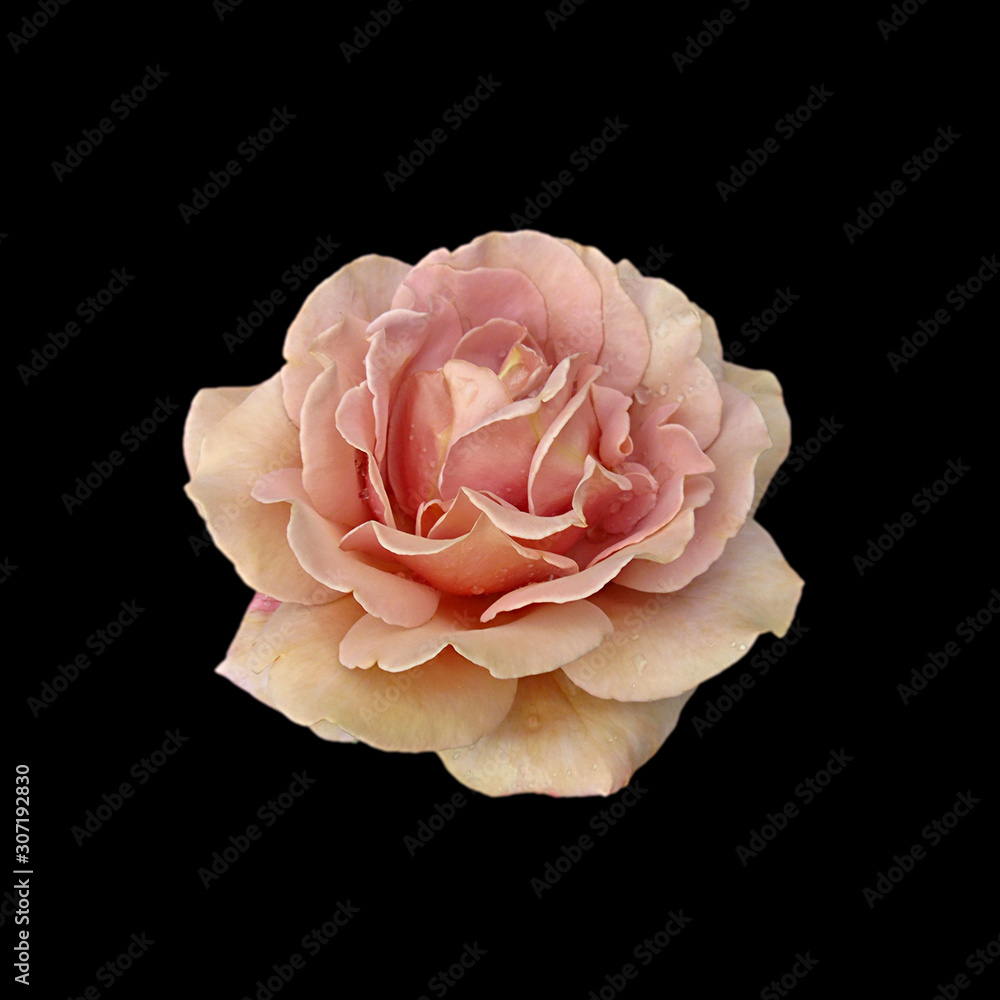 Beautiful tea rose isolated on a black background Beautiful tea rose isolated on a black background