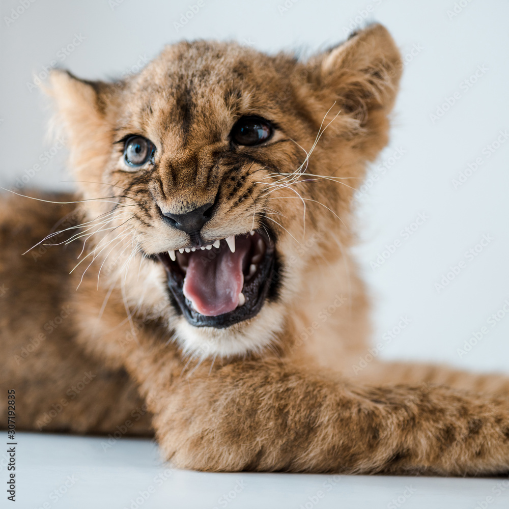 close up view of lion cub growling while lying on table in veterinary clinic