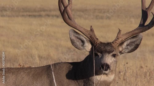 Mule Deer Buck in Fall in Colorado
